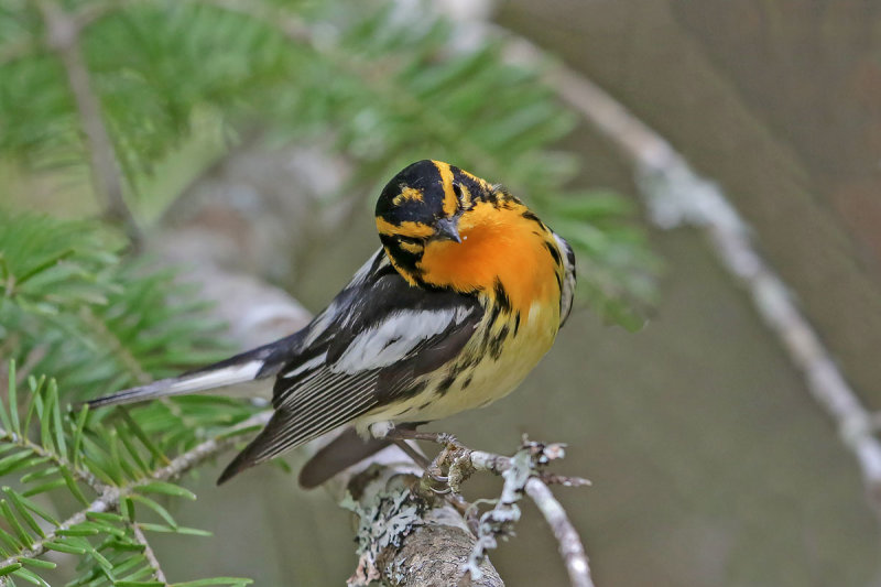 Blackburnian Warbler