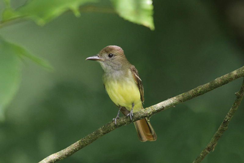 Great-crested Flycatcher