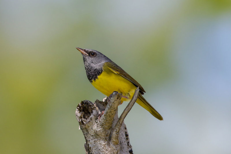 Mourning Warbler