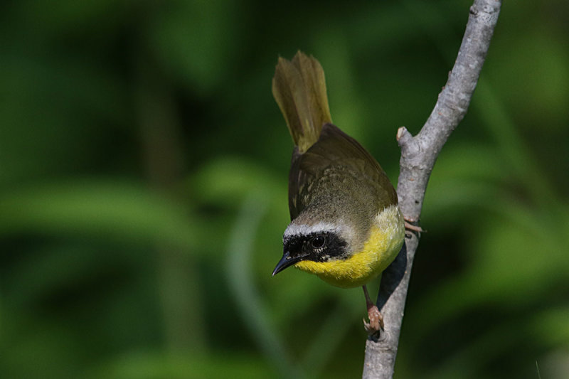 Common Yellowthroat