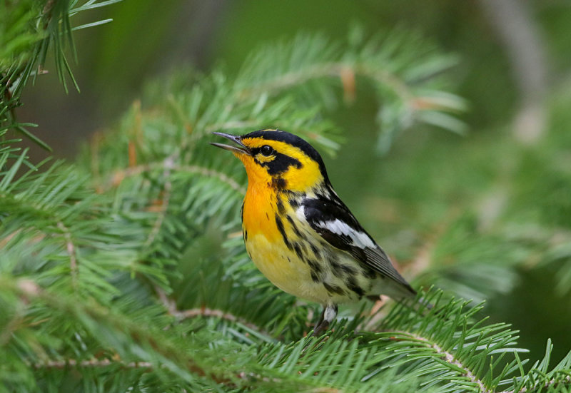 Blackburnian Warbler