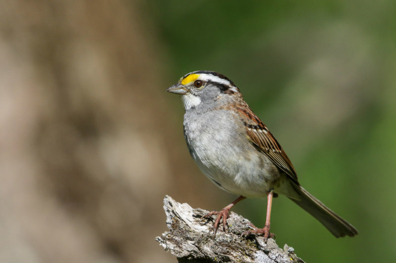 White-throated Sparrow