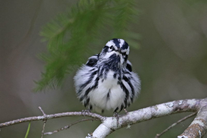 Black-and-white Warbler