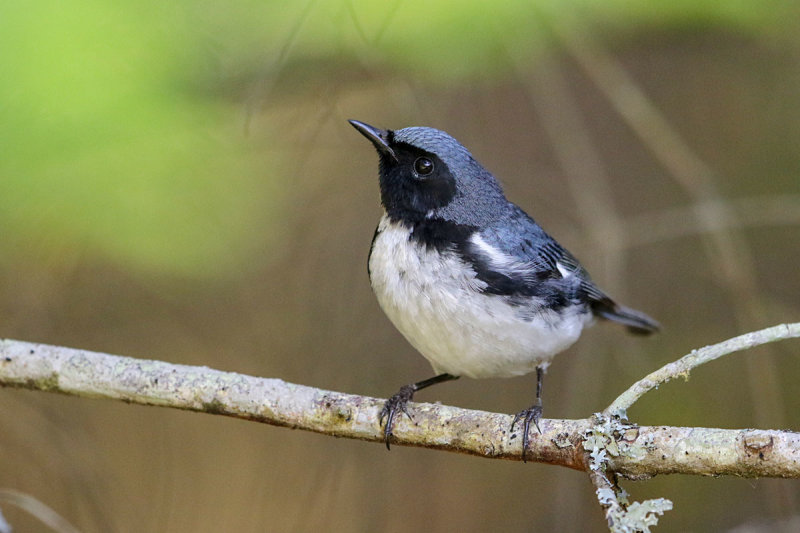 Black-throated Blue Warbler