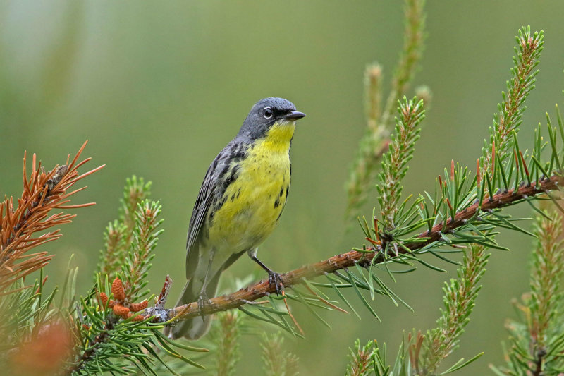 Kirtland's Warbler