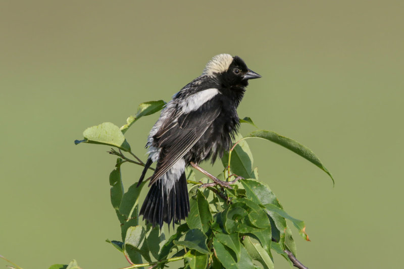 Bobolink
