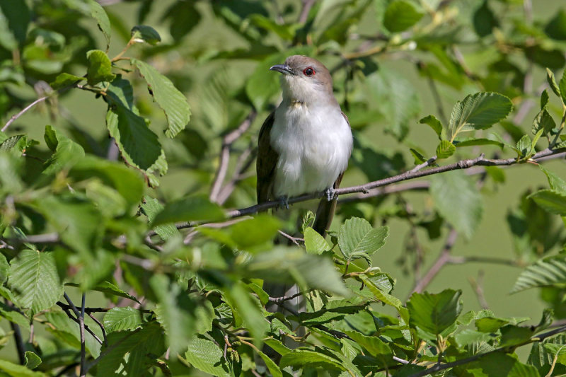 Black-billed Cuckoo