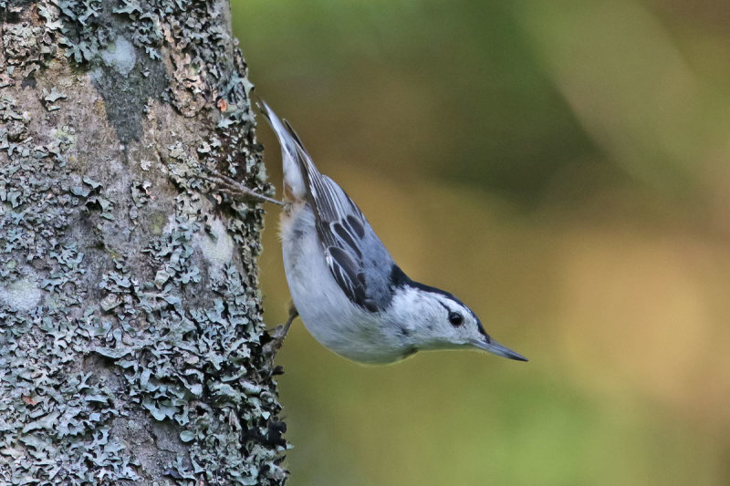 White-breasted Nuthatch