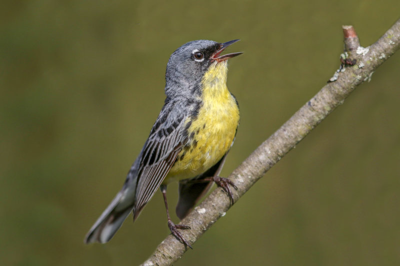 Kirtland's Warbler