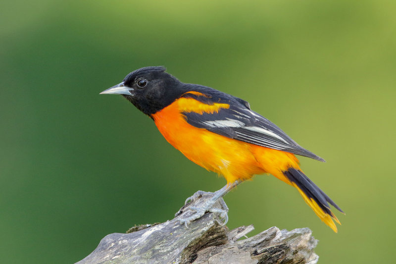 Baltimore Oriole