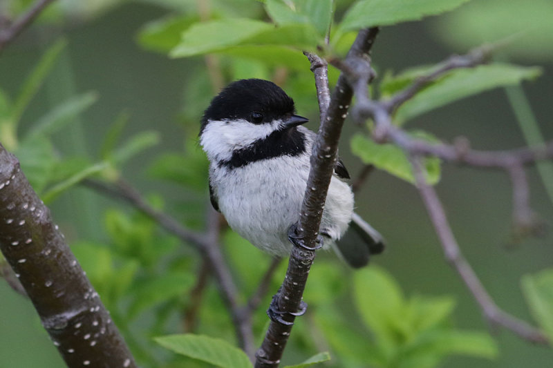 Black-capped Chickadee
