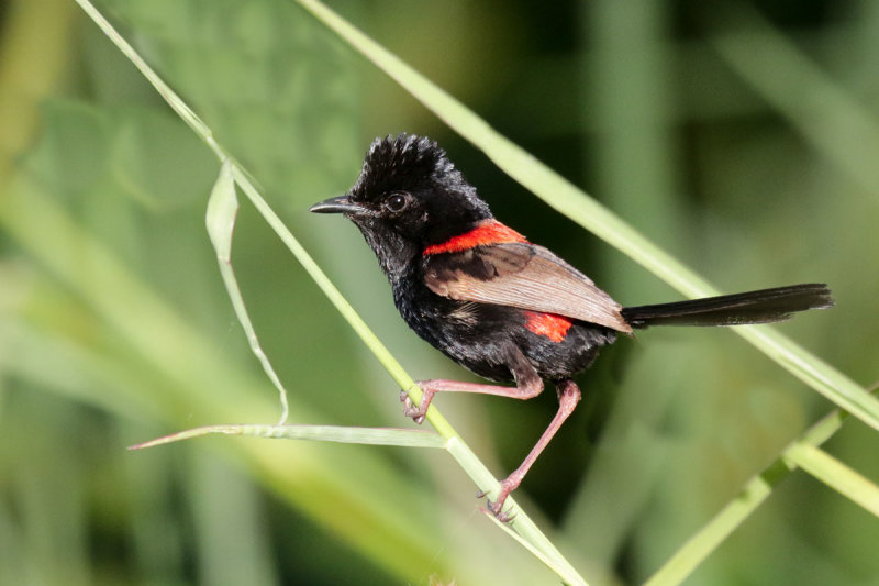 Red-backed Fairywren