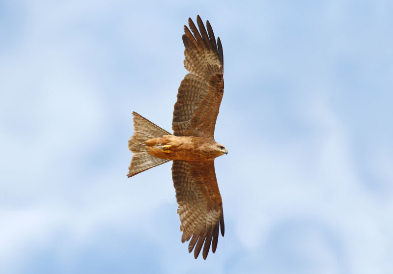 Black Kite