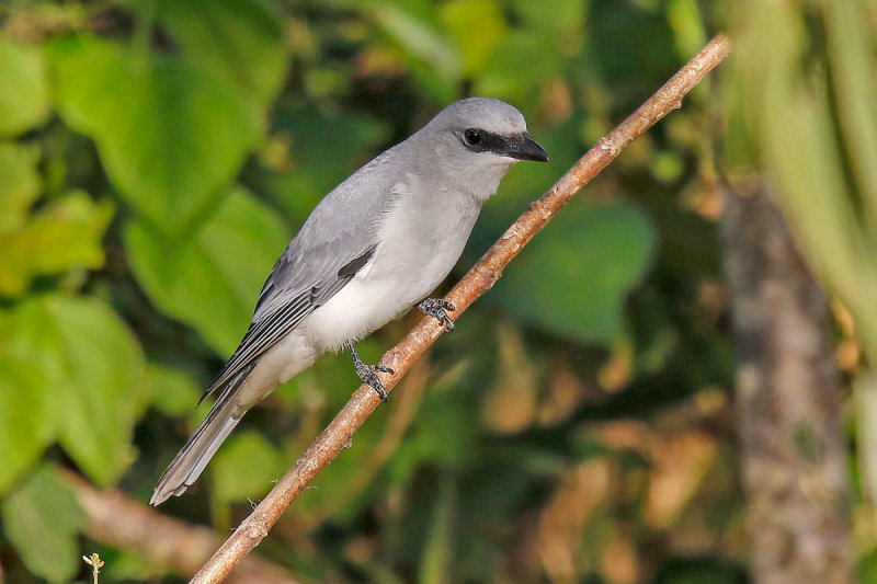White-bellied Cuckooshrike
