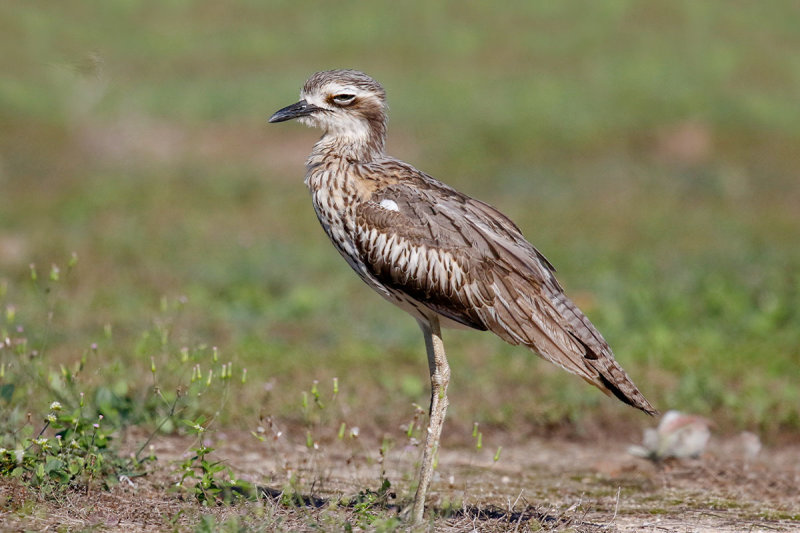 Bush Thick-knee (Bush Stone-curlew)
