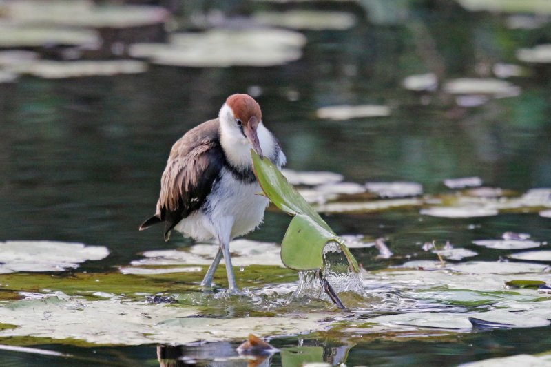Comb-crested Jacana