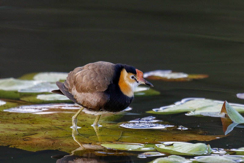 Comb-crested Jacana