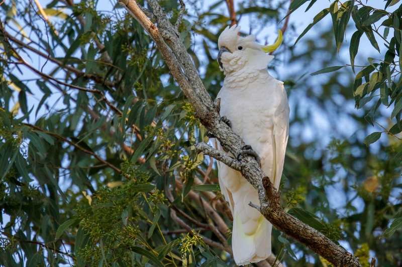 Sulphur-crested Cockatoo