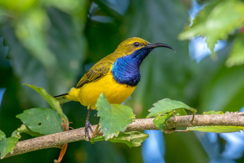 Olive-backed Sunbird
