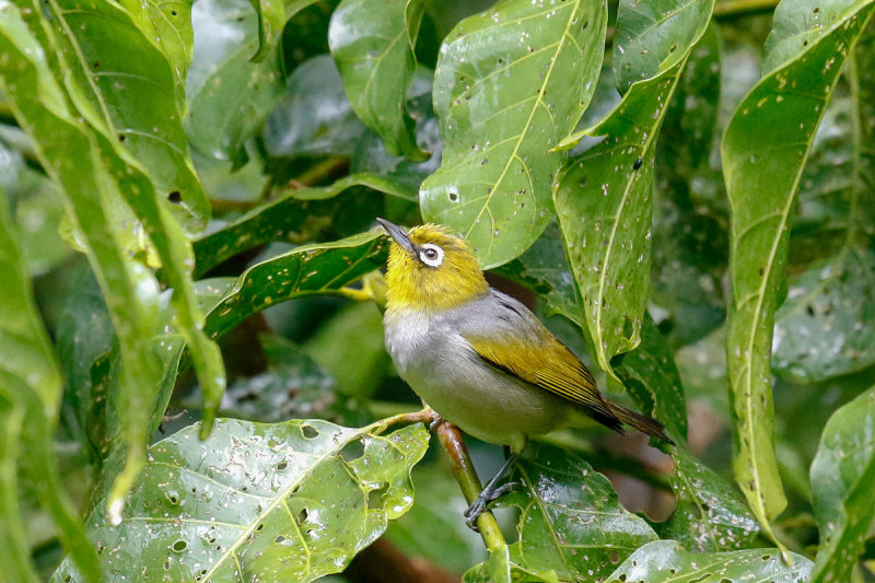 Silvereye