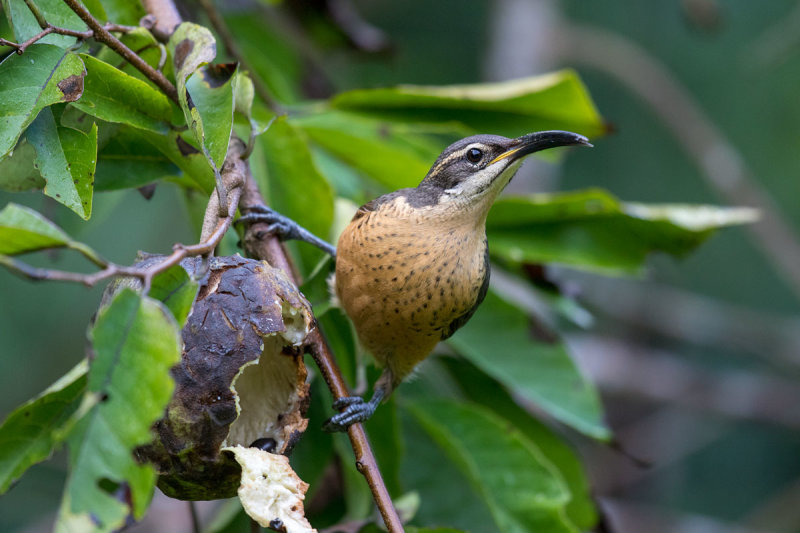 Victoria's Riflebird