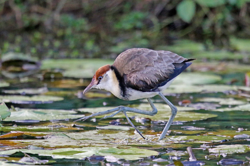 Comb-crested Jacana