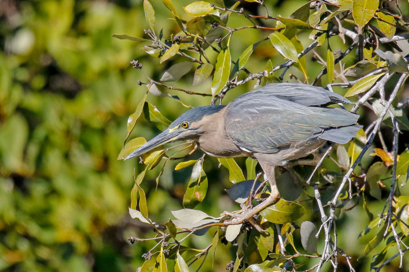 Striated Heron