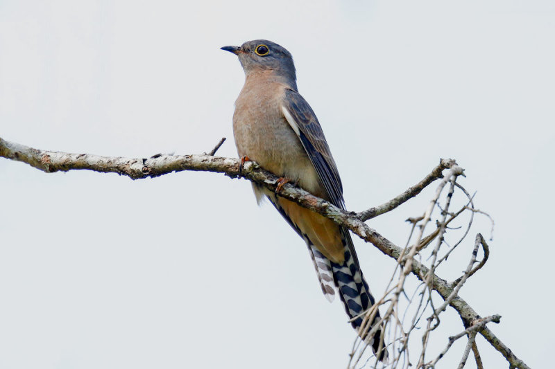 Fan-tailed Cuckoo