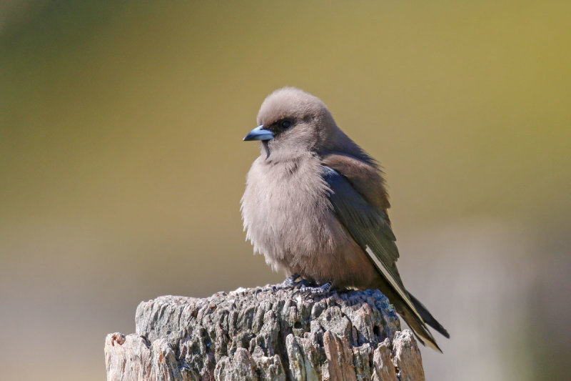 Dusky Woodswallow
