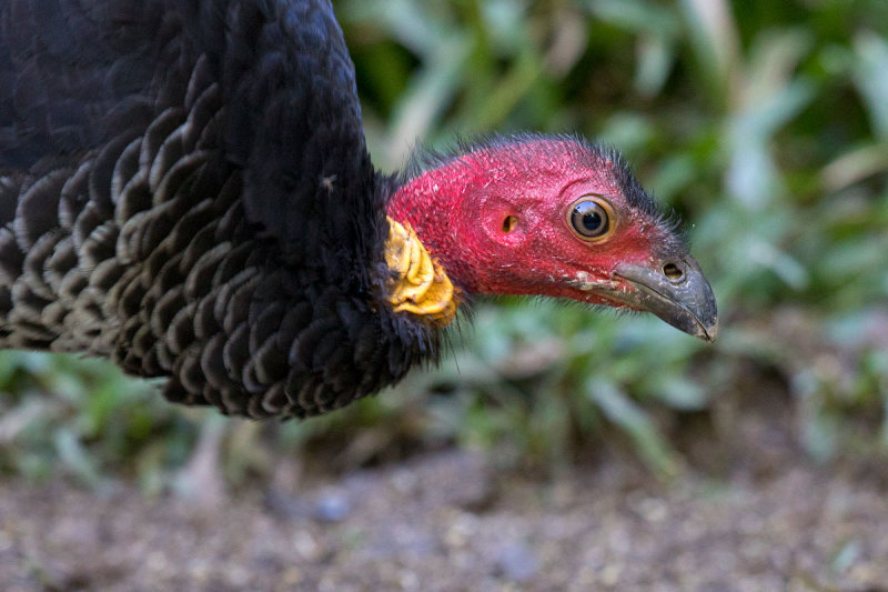 Australian Bush-turkey