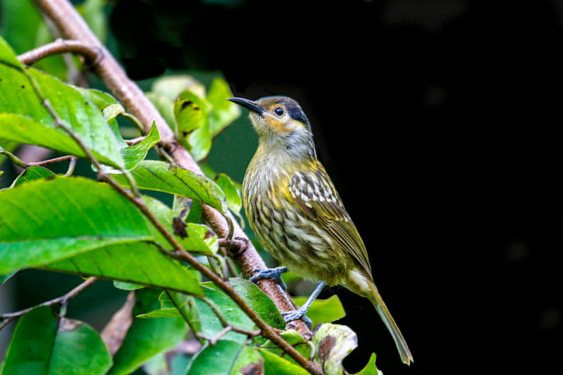 Macleay's Honeyeater