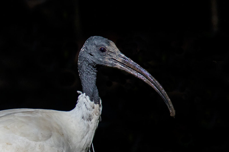 Australian White Ibis