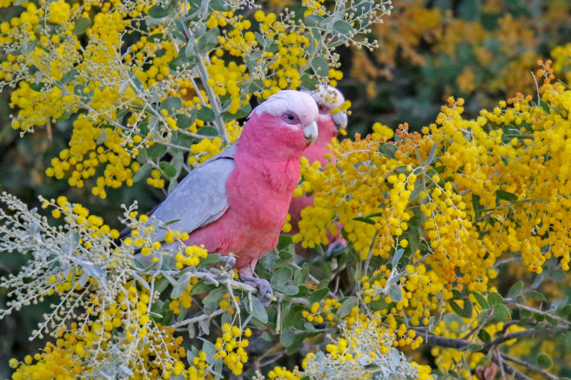Galah