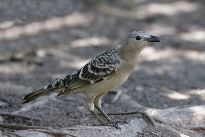 Great Bowerbird