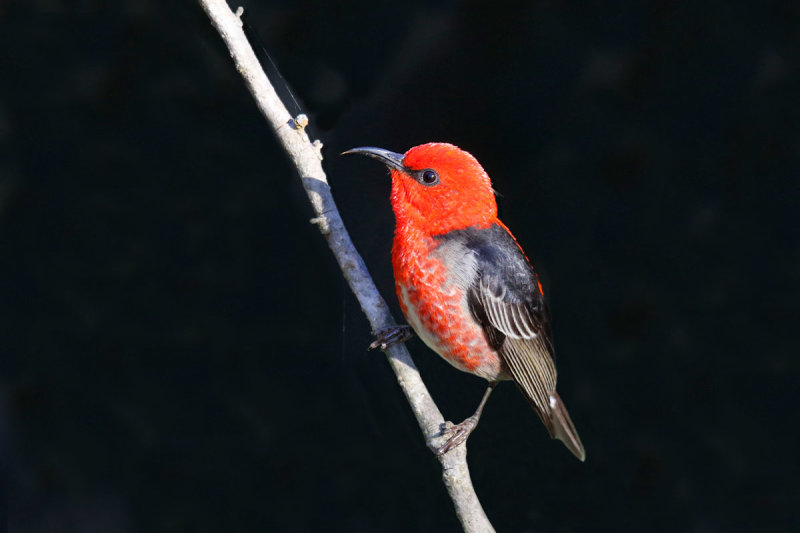 Scarlet Myzomela (Honeyeater)