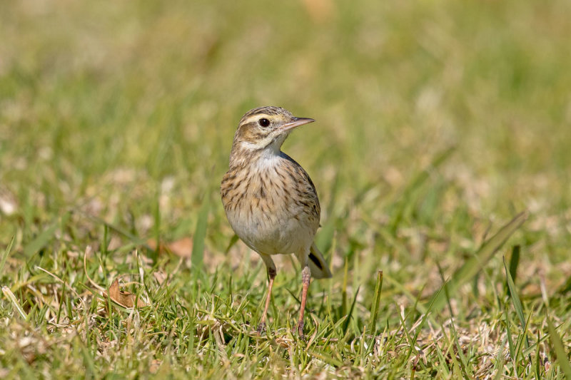 Australasian Pipit
