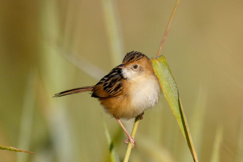 Tawny Grassbird