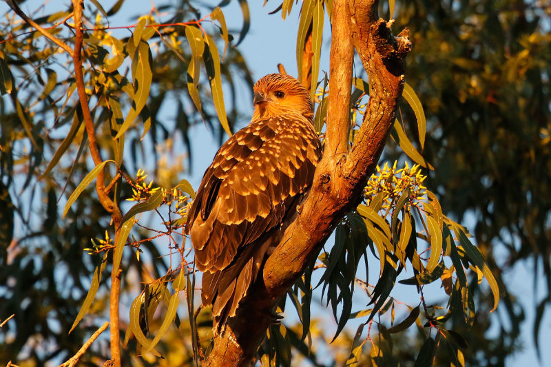 Whistling Kite