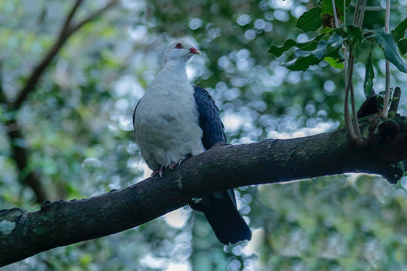 White-headed Pigeon