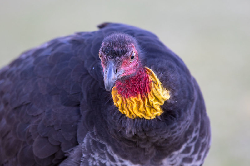 Australian Brushturkey