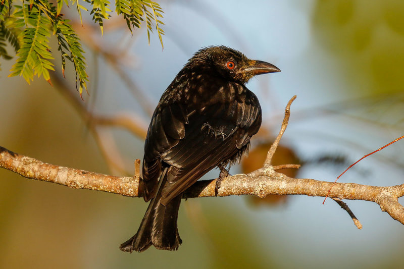 Spangled Drongo