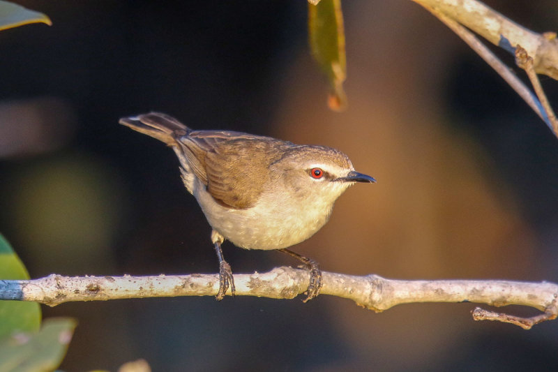 Mangrove Gerygone