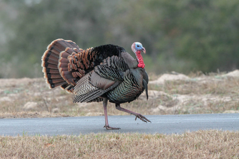 Wild Turkey