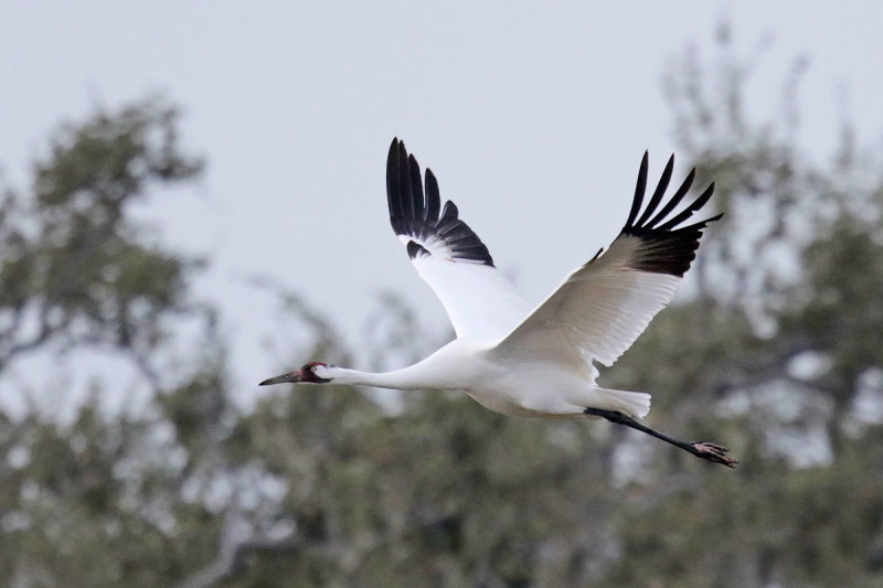 Whooping Crane