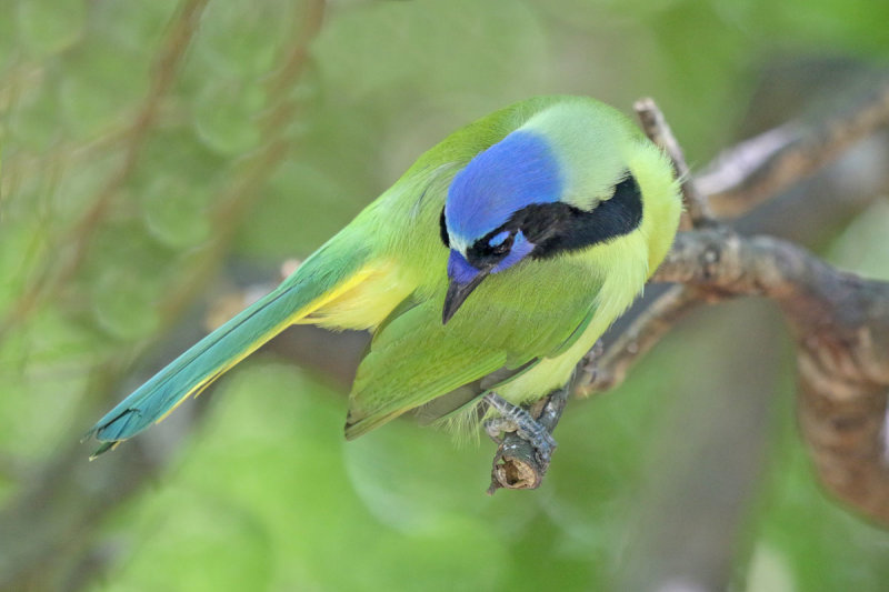 Green Jay