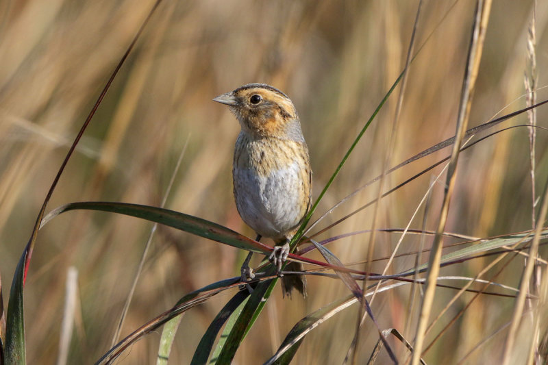 Nelson Sparrow
