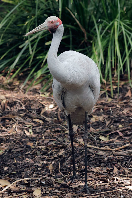 Brolga Crane