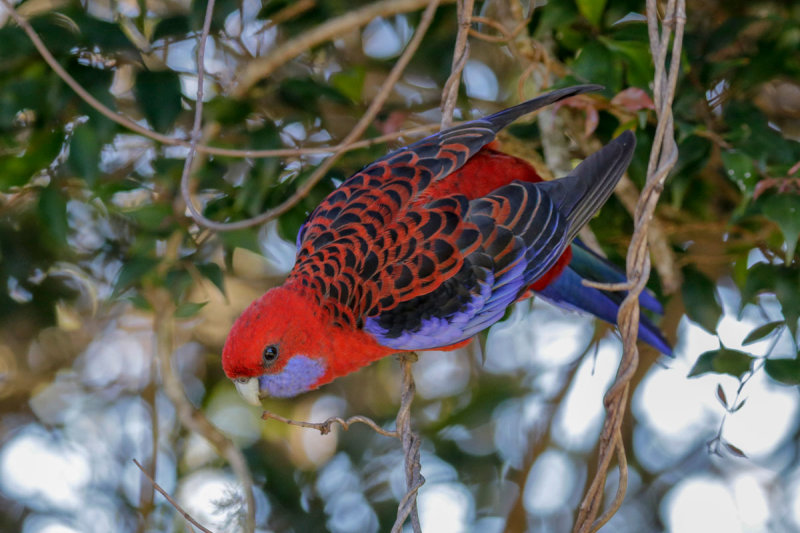 Crimson Rosella