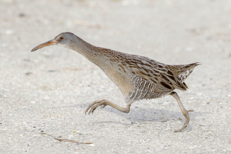 Clapper Rail