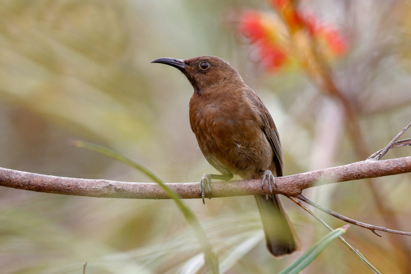 Dusky Myzomela